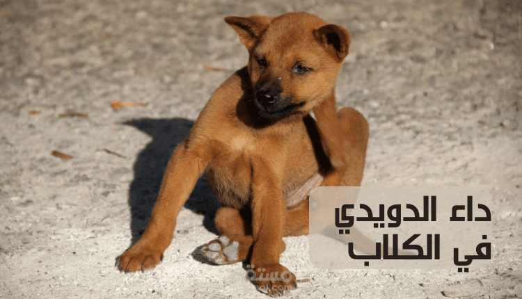 كتابة مقالات متوافقة مع قواعد السيو