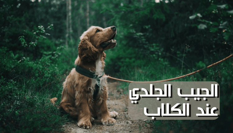 كتابة مقالة عبر الانترنت