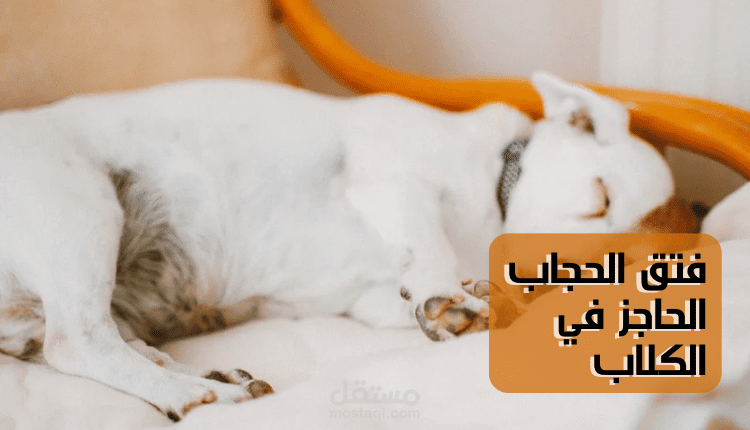 كتابة مقال عن الكلاب متوافق مع قواعد السيو