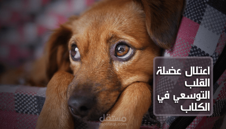 كتابة مقال متوافق مع قواعد السيو