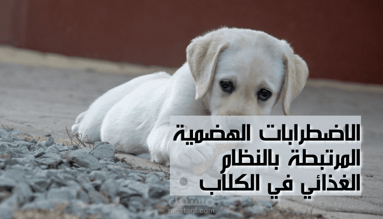 كتابة مقال اونلاين بيطري
