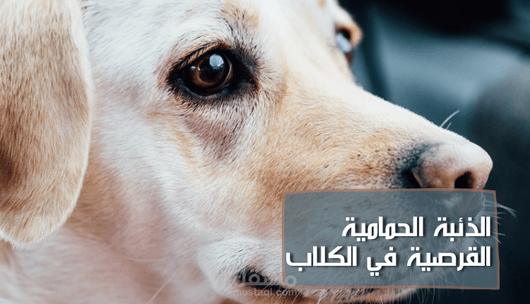 كتابة مقال اونلاين