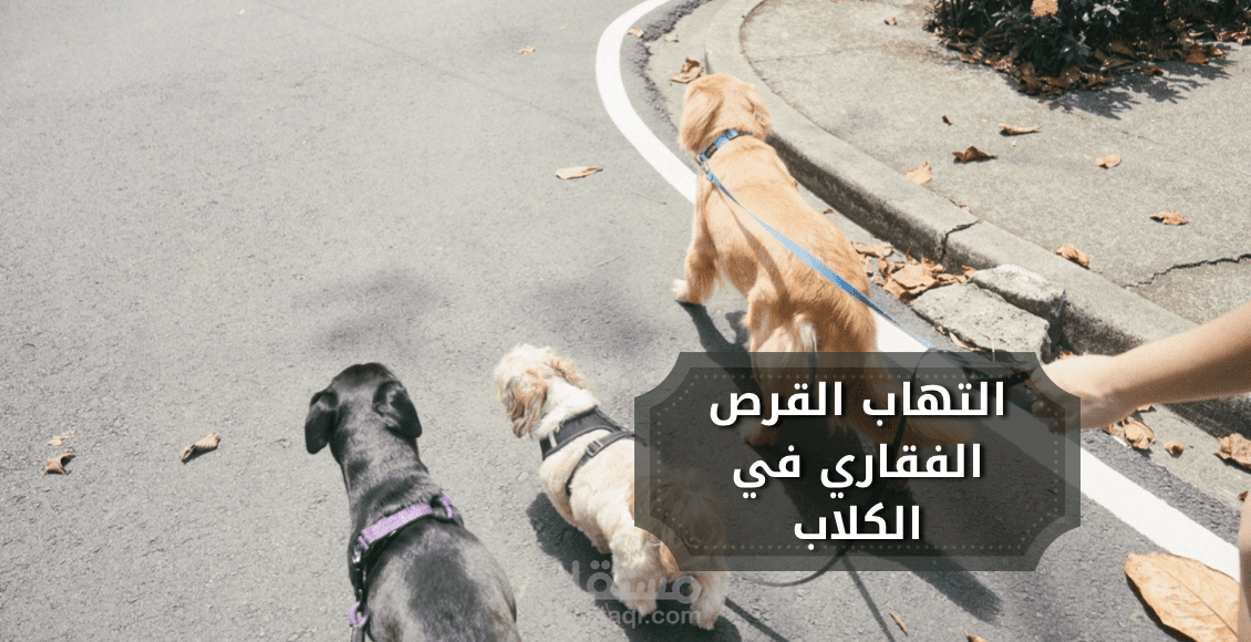 كتابة مقال بيطري على النت