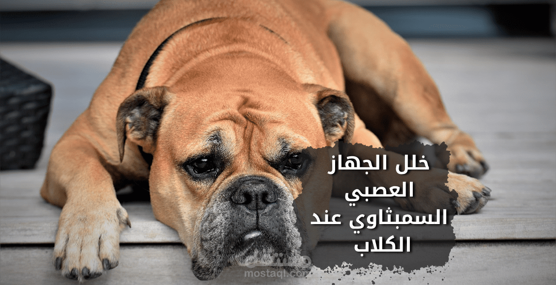 كتابة مقال في الطب البيطري اونلاين
