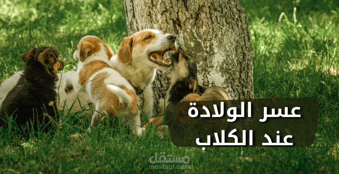 كتابة مقال بيطري اونلاين
