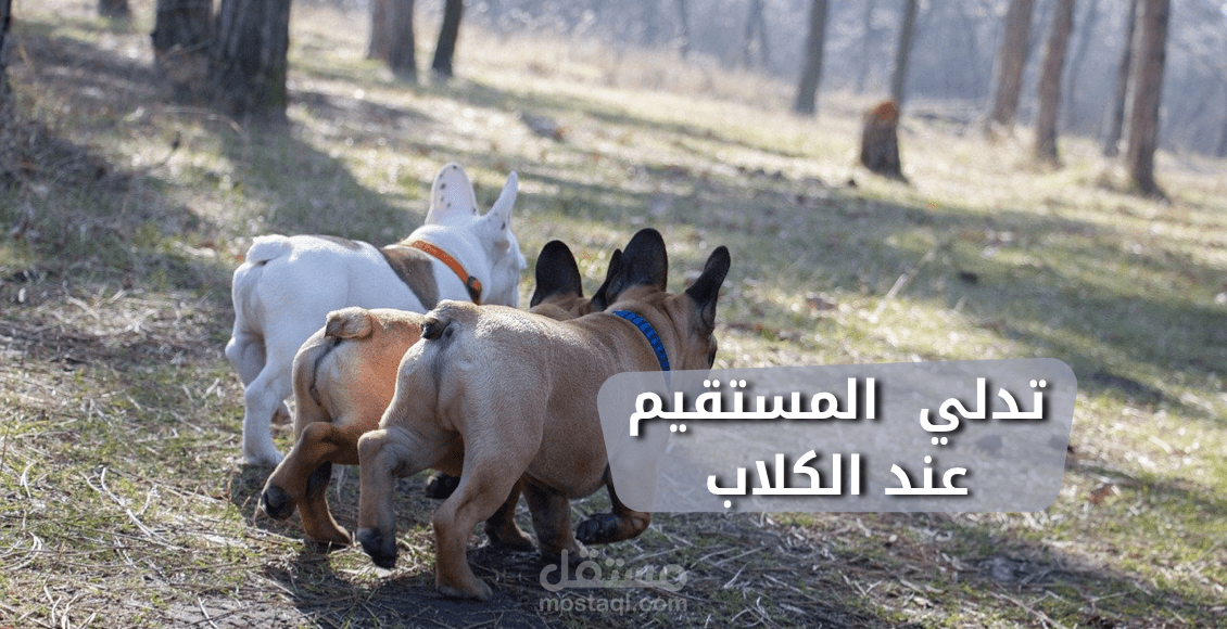 كتابة مقال اونلاين