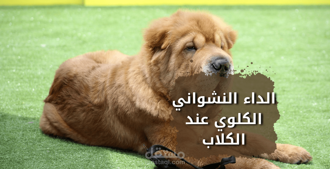 كتابة مقال عبر الانترنت