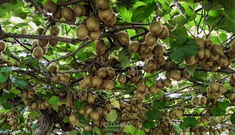 مقال عن كيفية زراعة الكيوي