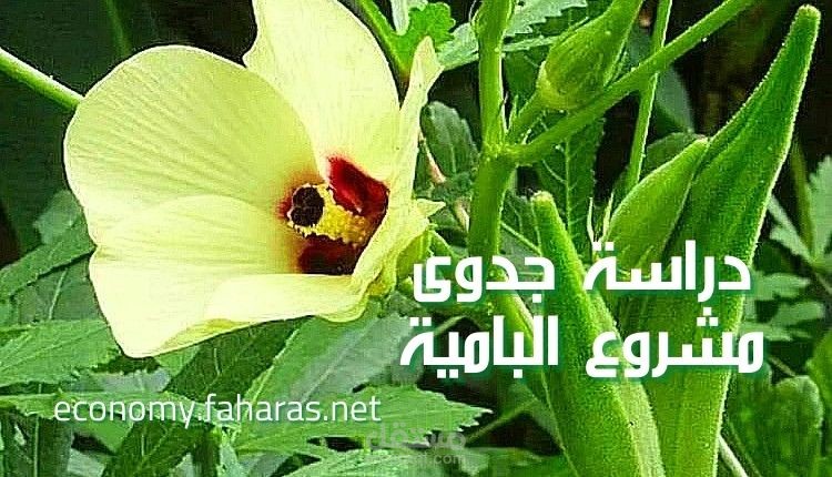 مقال عن دراسة جدوى مشروع زراعة البامية؛ أهم 8 خطوات لنجاح مشروعك