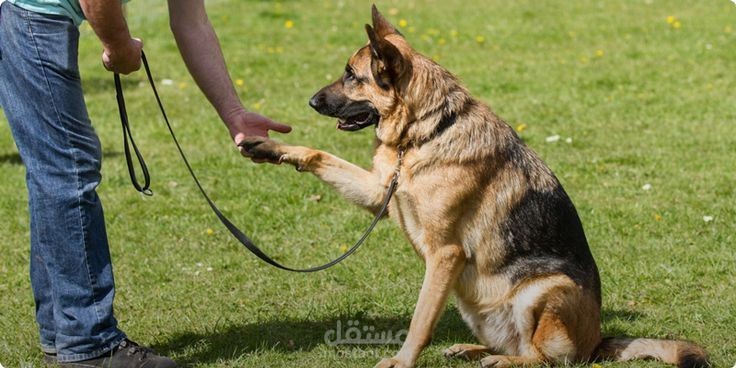 مقال يتحدث عن ظاهرة الكلاب البشرية