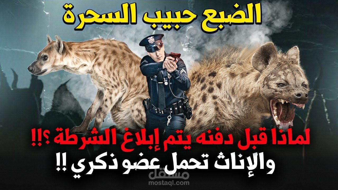 لماذا الضبع هو حبيب السحرة ؟! ولماذا لا يتم دفنه قبل إبلاغ الشرطة ؟! أسرار عن رمز الخيانة والشر