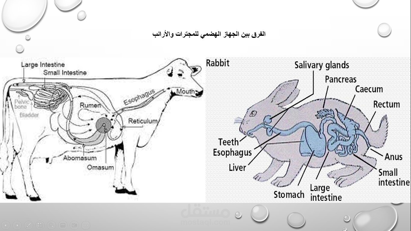 بحث عن بدائل الاعلاف ومدي امكانية استخدامها في تغذية الحيوان