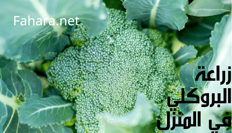 زراعة البروكلي في المنزل؛ أفضل 7 طرق لزراعته من البذور وماهو الوقت المناسب لزراعته؟