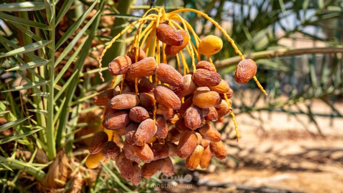 زراعة التمر في المنزل؛ أهم 3 مراحل لزراعته باستخدام البذور