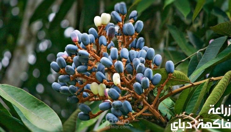 زراعة فاكهة دباي؛ أهم 8 خطوات لزراعتها عن طريق التطعيم