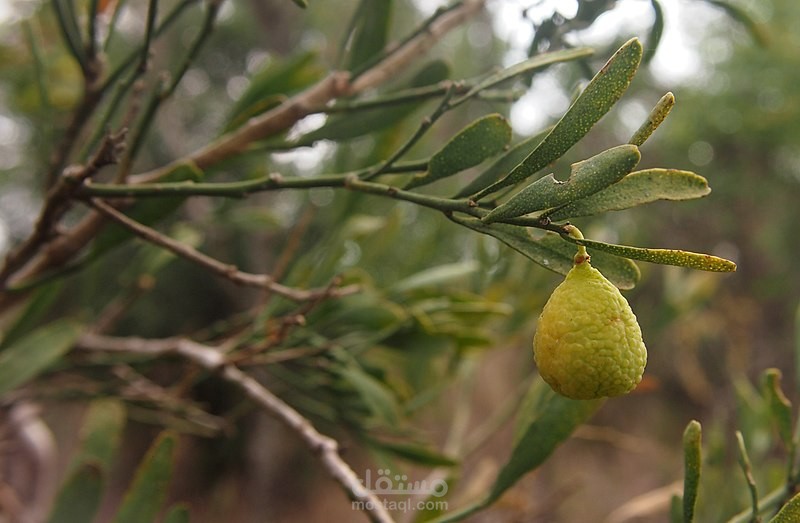 زراعة الجير الصحراوي؛ أهم 5 خطوات لزراعته عن طريق الشتلات