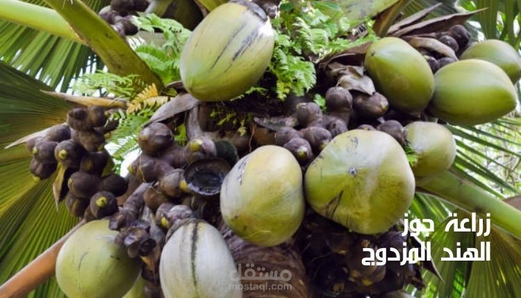 زراعة جوز الهند المزدوج؛ تعرف على أبرز 5 حقائق حول هذا النبات النادر