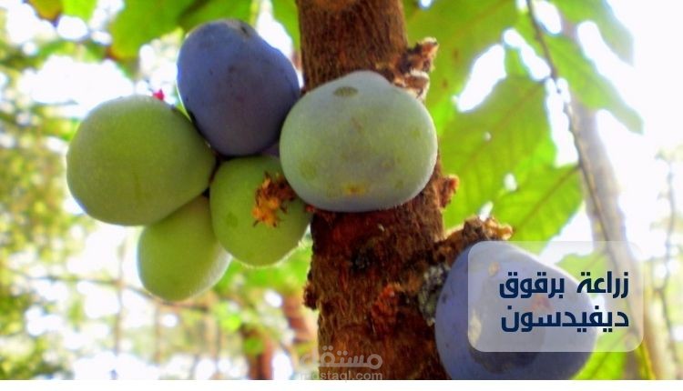 زراعة برقوق ديفيدسون؛ تعرف على أهم 4 متطلبات لزراعته في حديقة المنزل
