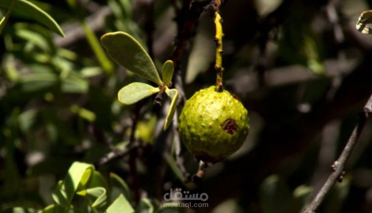 زراعة الكواندونغ الصحراوي؛ تعرف على أهم 4 مراحل لإنباته من البذور ومن التطعيم