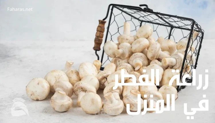 أدخل على مقال زراعة الفطر في المنزل