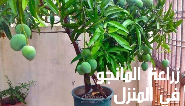 ادخل على مقال زراعة المانجو في المنزل