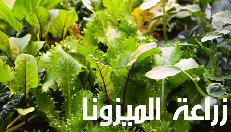 كتابة مقال عن زراعة الميزونا