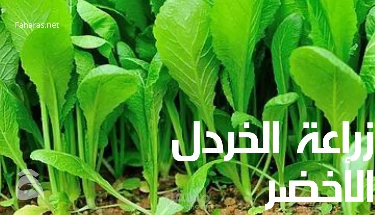 كتابة مقال عن زراعة الخردل الأخضر