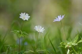 صوت على مستوى