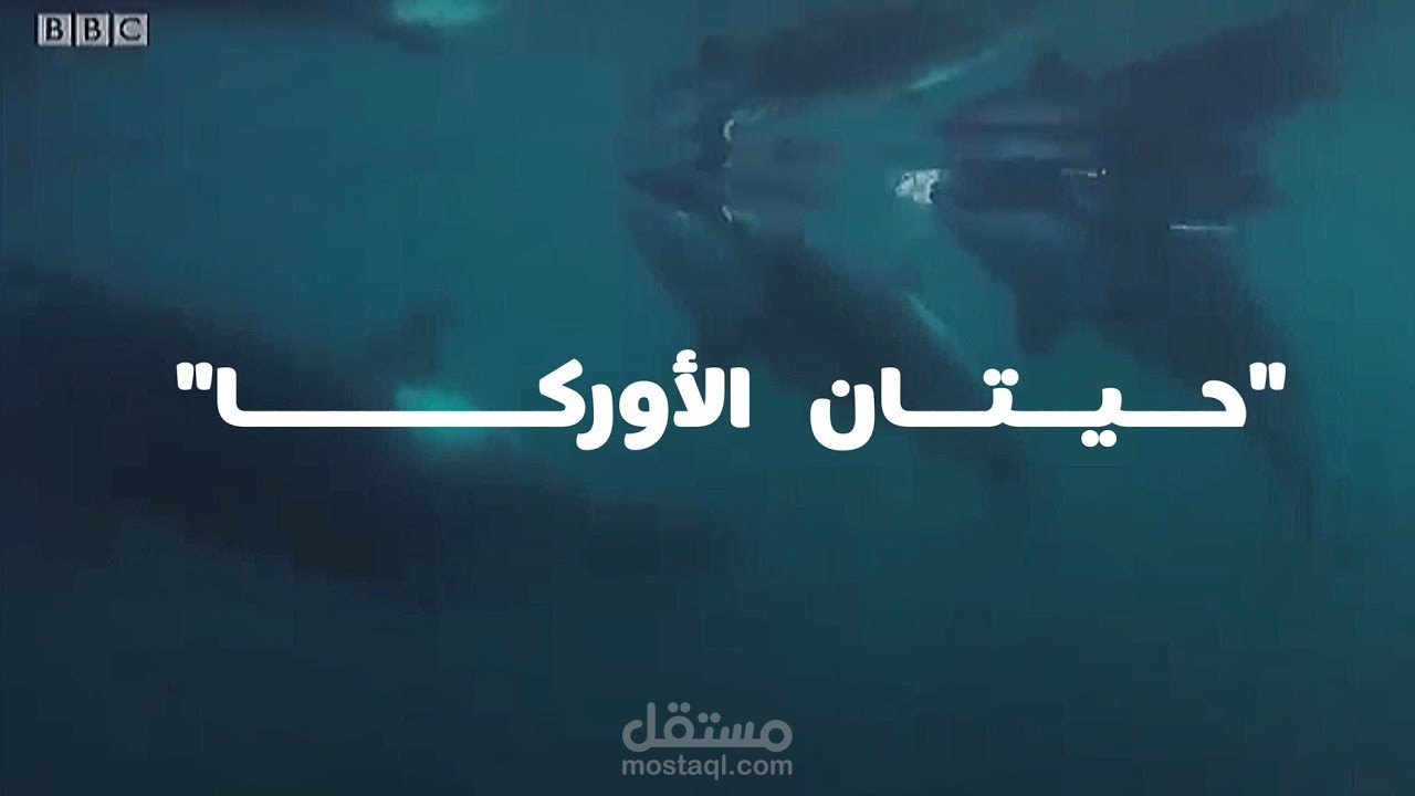 وثائقي عن حيتان الأوركا