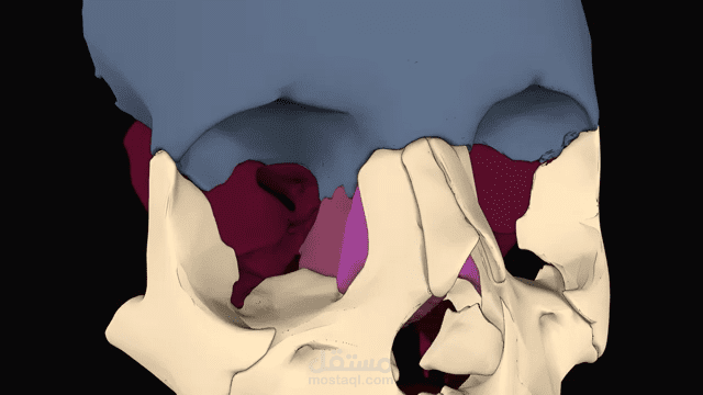 فيديو تعليمي 3D لتشريح عظام العين