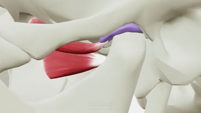 فيديو تعليمي لتشريح مفضل الفك 3D