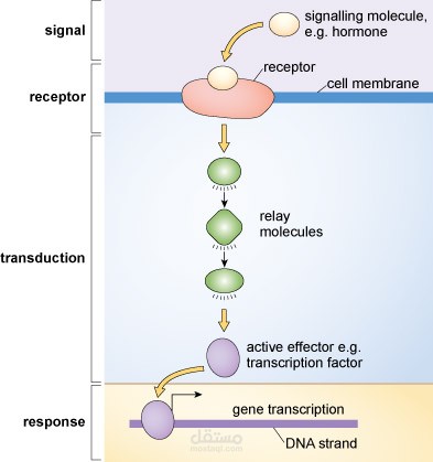 Toxicant Signal Transducer Interaction