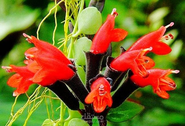 نبات أحمر الشّفاه