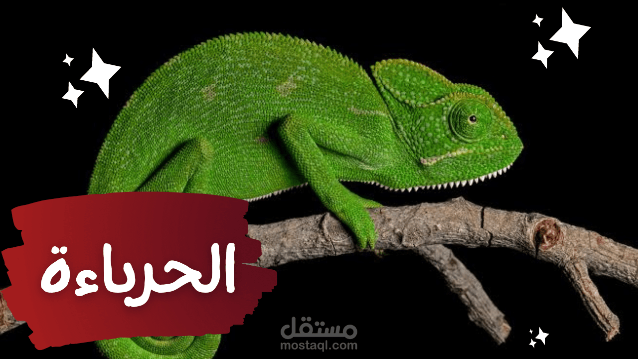 فيديو عن الحرباء