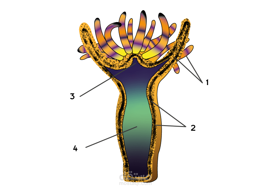 العمل على فوتوشوب والستريتوروتنفيذ صور لمناهج المدارس من احياء ورياضيات وغيرها