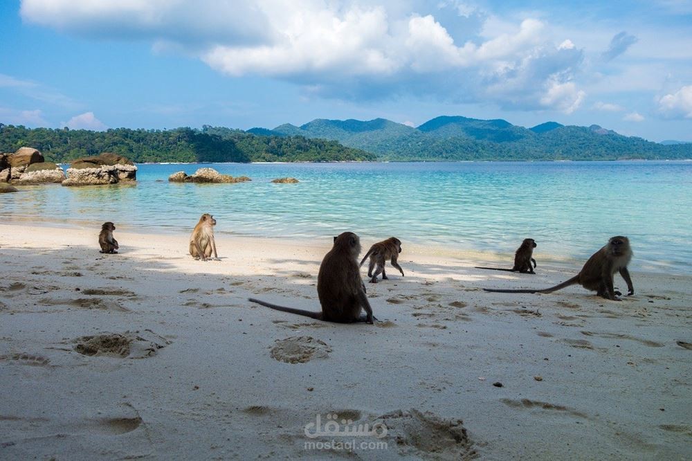 مقال عن السياحة في جزيرة القرود في ماليزيا