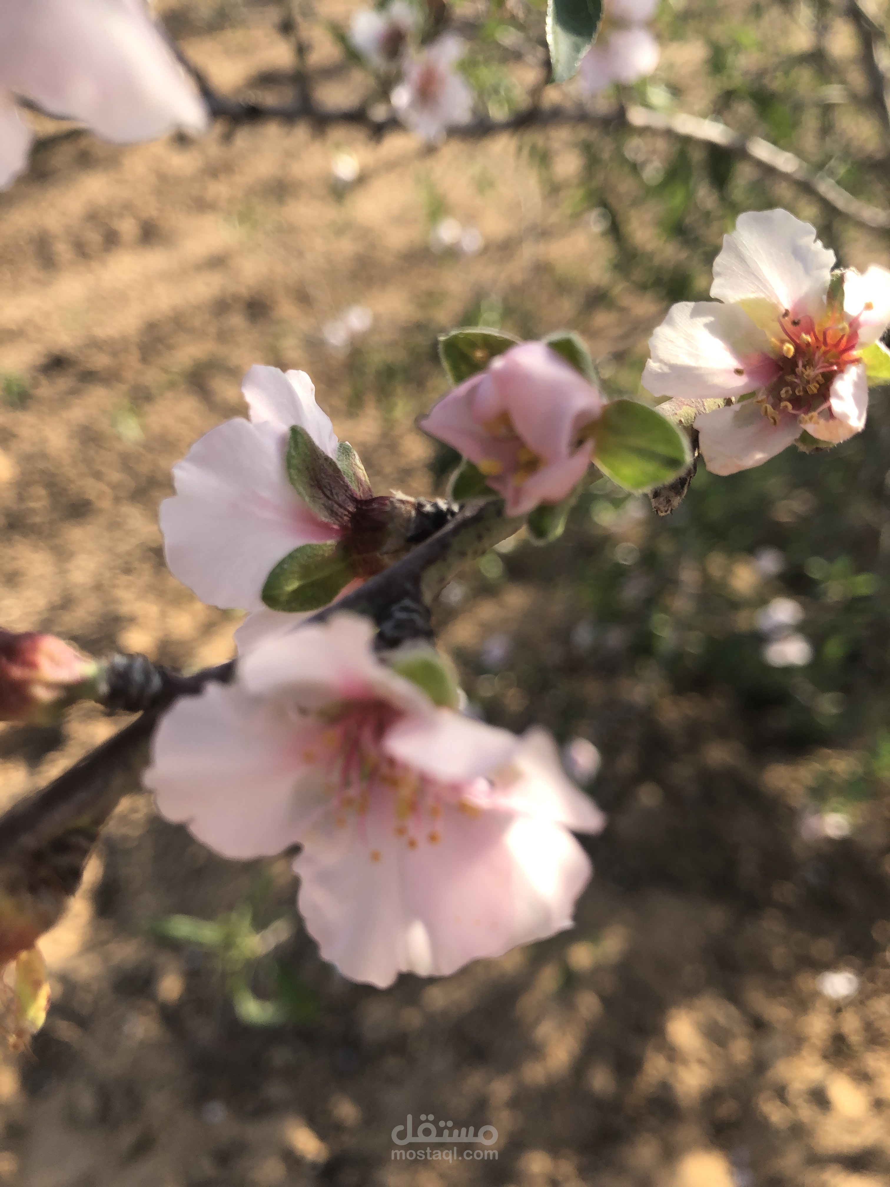 فيديو اعلان