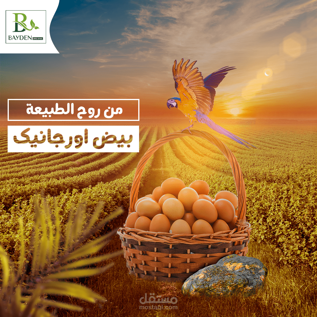 Social Media Design - Bayden Organic