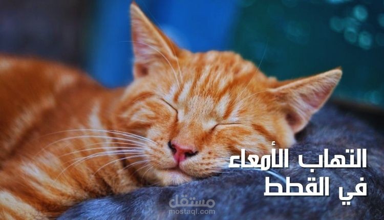 مقال عن التهاب الأمعاء في القطط