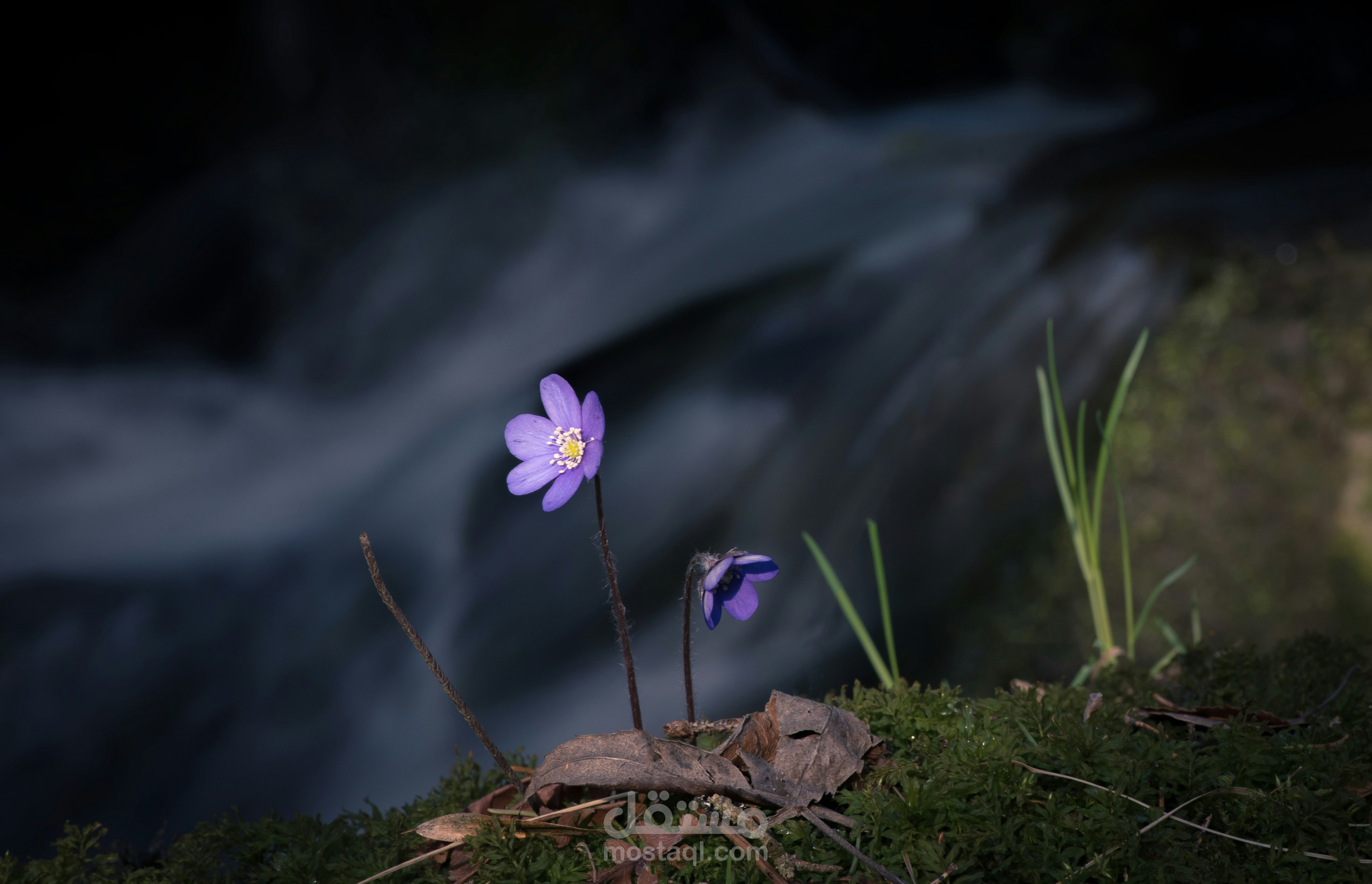 سيكولوجيا الركام: تحليل استلاب الإرادة الرقمية