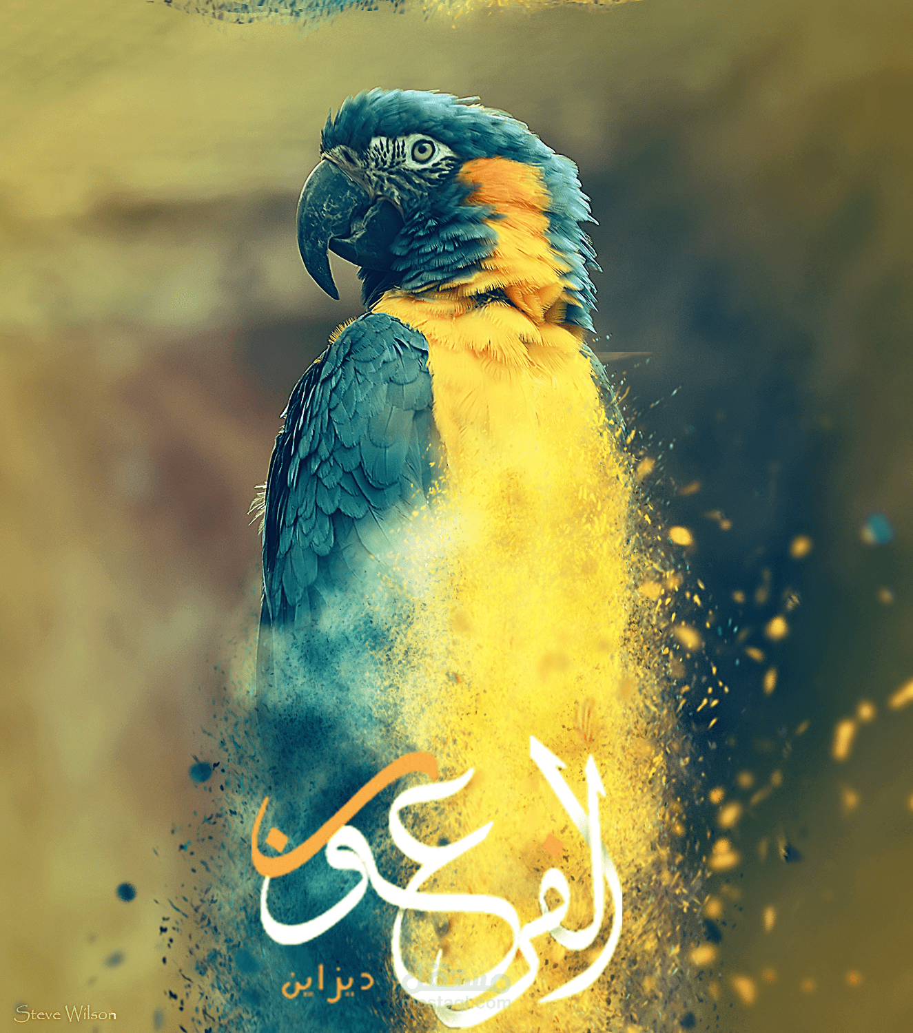 ببغاء الابداع