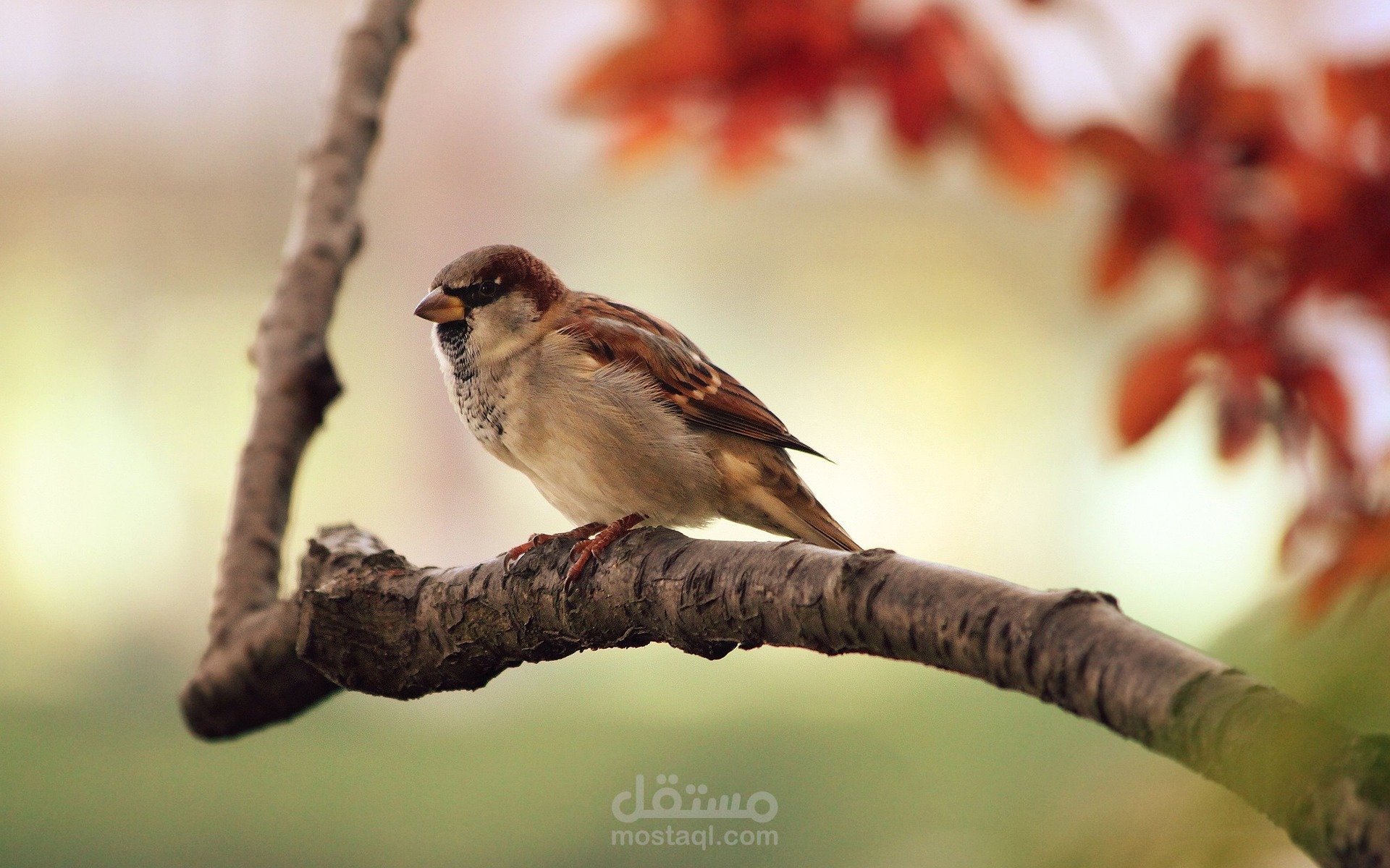 تغير الصوره من الاوان ل ابيض و اسود