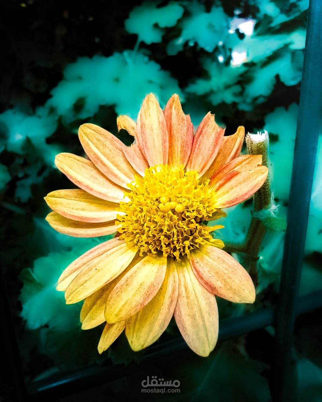 تعديل الوان الصورة