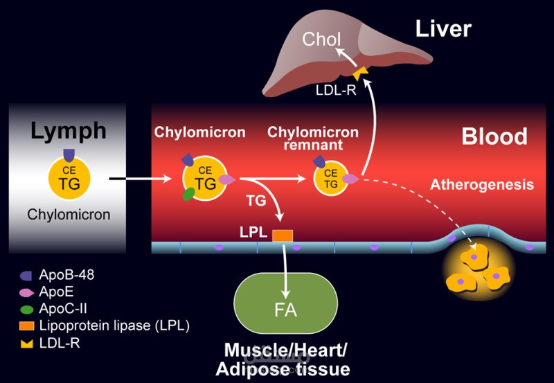 بحث علمي حول  Exogenous lipoprotein pathway