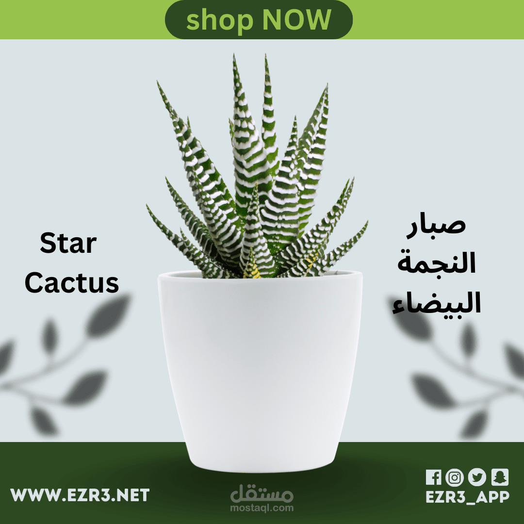 تصاميم منتجات زهور وشتلات
