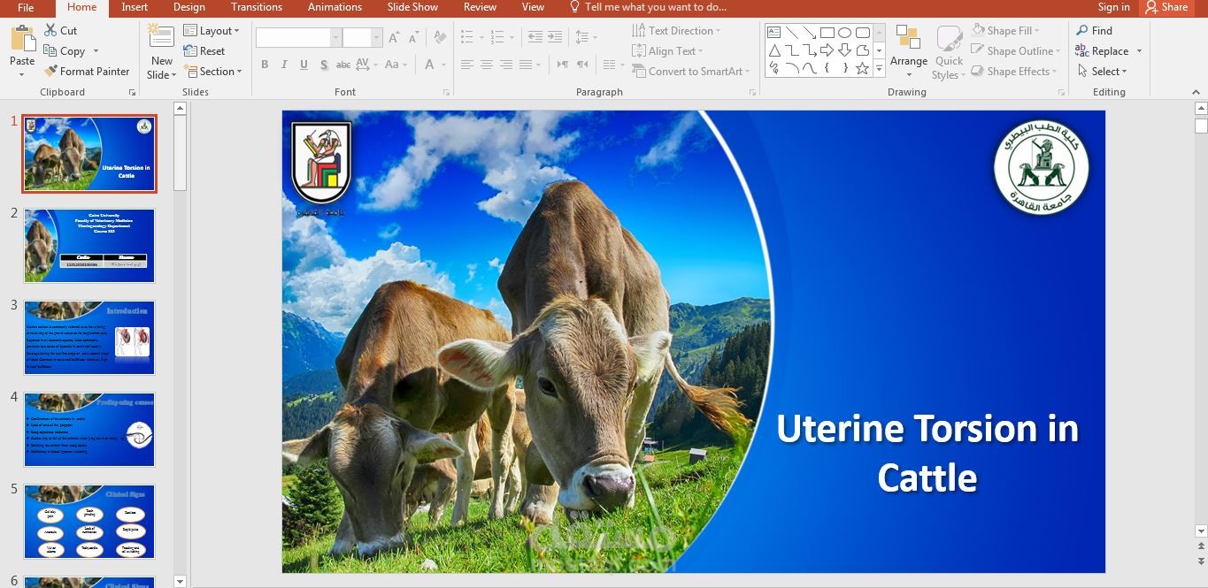 Uterine Torsion in Cattle