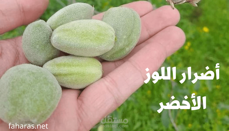 مقال عن: أضرار اللوز الأخضر الصحية