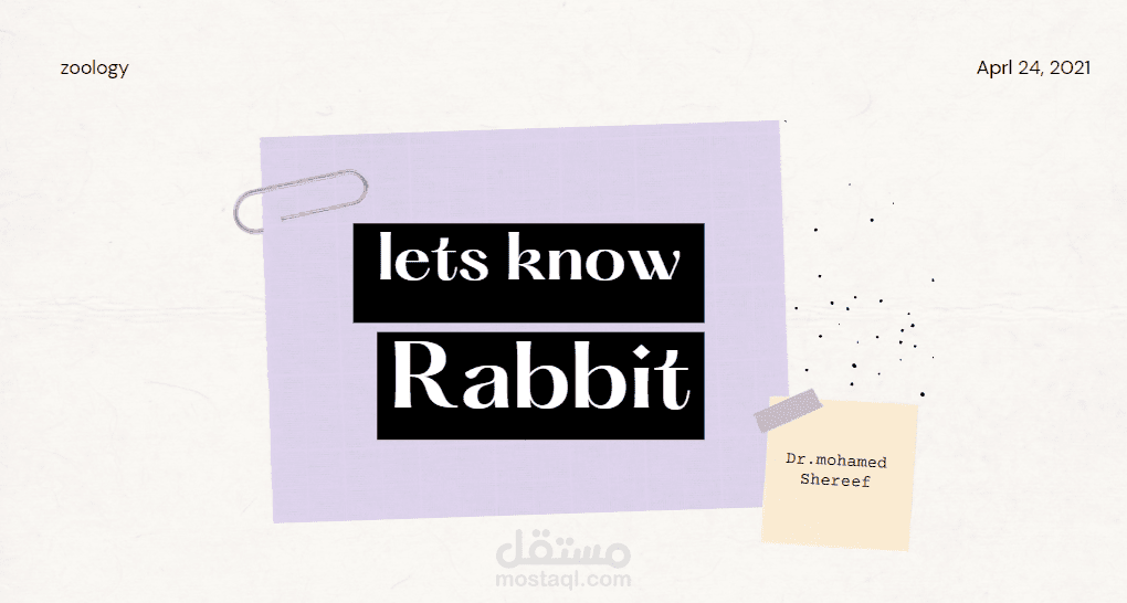 PowerPoint about rabbit
