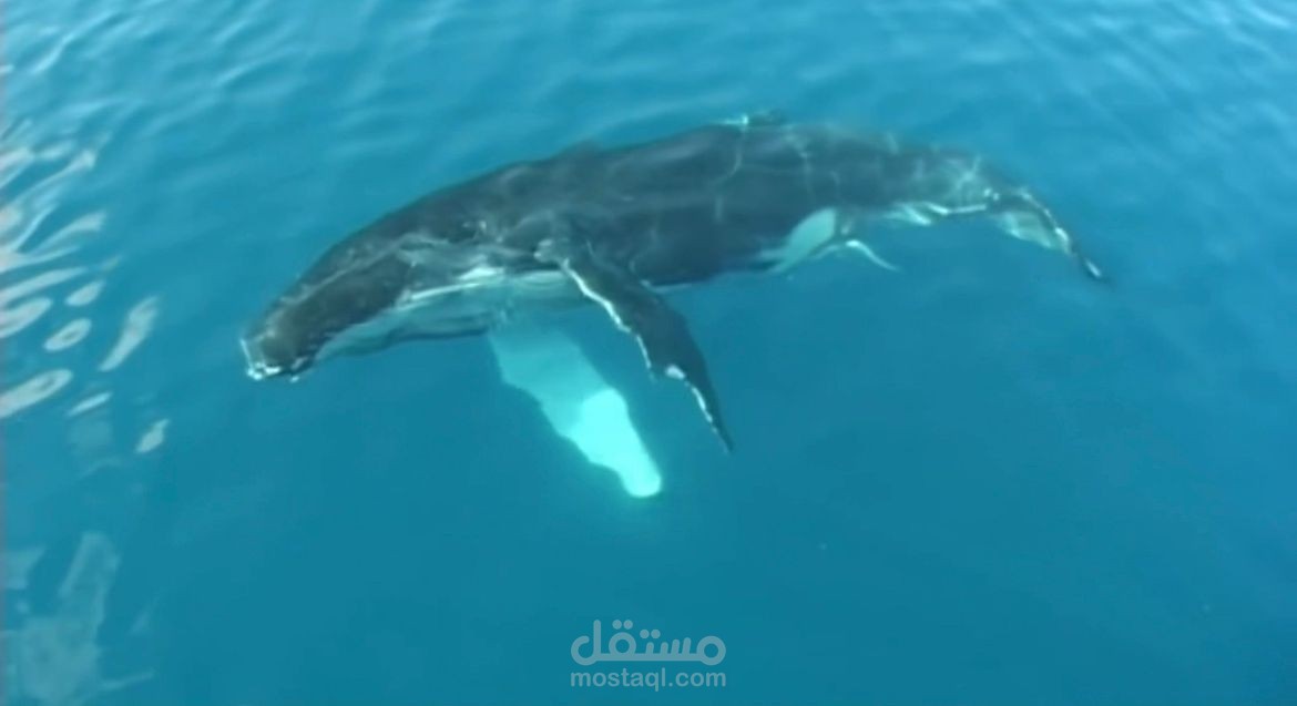 تعليق صوتي وثائقي