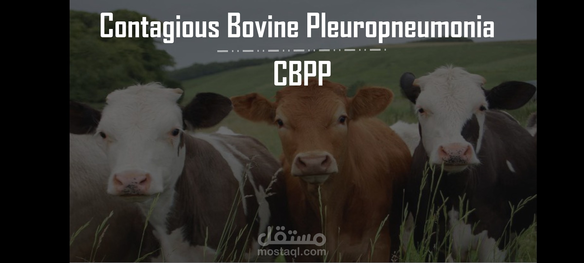 Power point presentation about contagious bovine pleuropneumonia